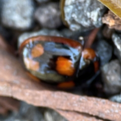 Paropsisterna beata at Point 5204 - 11 Feb 2024