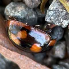 Paropsisterna beata at Point 5204 - 11 Feb 2024 01:26 PM