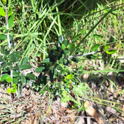 Olea europaea subsp. cuspidata (African Olive) at Mount Majura (MMS) - 11 Feb 2024 by abread111