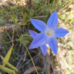 Wahlenbergia sp. (Bluebell) at Hackett, ACT - 11 Feb 2024 by abread111
