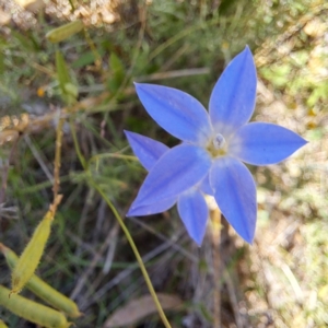 Wahlenbergia sp. at Mount Majura (MMS) - 11 Feb 2024