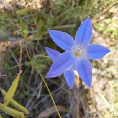 Wahlenbergia sp. (Bluebell) at Hackett, ACT - 11 Feb 2024 by abread111
