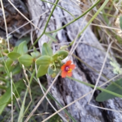 Lysimachia arvensis (Scarlet Pimpernel) at Hackett, ACT - 11 Feb 2024 by abread111