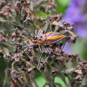 Gminatus australis at QPRC LGA - 11 Feb 2024