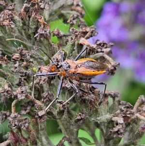 Gminatus australis at QPRC LGA - 11 Feb 2024