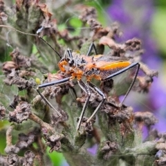 Gminatus australis at QPRC LGA - 11 Feb 2024 10:15 AM