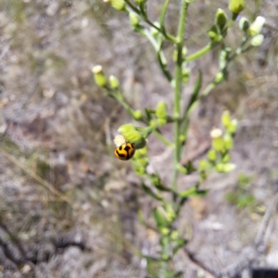 Coccinella transversalis (Transverse Ladybird) at Mount Majura - 11 Feb 2024 by abread111