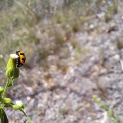 Coccinella transversalis at Mount Majura (MMS) - 11 Feb 2024 01:54 PM