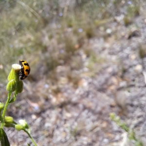 Coccinella transversalis at Mount Majura (MMS) - 11 Feb 2024