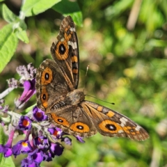 Junonia villida (Meadow Argus) at QPRC LGA - 11 Feb 2024 by MatthewFrawley