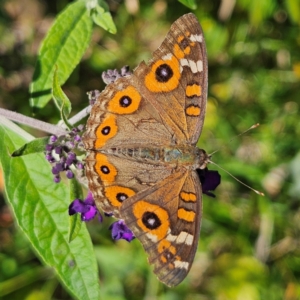 Junonia villida at QPRC LGA - 11 Feb 2024 03:44 PM