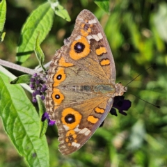 Junonia villida at QPRC LGA - 11 Feb 2024