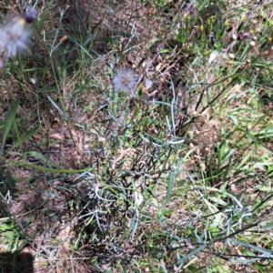 Senecio quadridentatus at Mount Majura (MMS) - 11 Feb 2024 02:01 PM