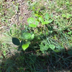 Rubus anglocandicans (Blackberry) at Hackett, ACT - 11 Feb 2024 by abread111