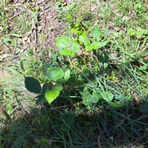 Rubus anglocandicans at Mount Majura (MMS) - 11 Feb 2024