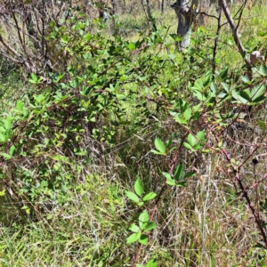 Rubus anglocandicans at Mount Majura (MMS) - 11 Feb 2024 02:48 PM