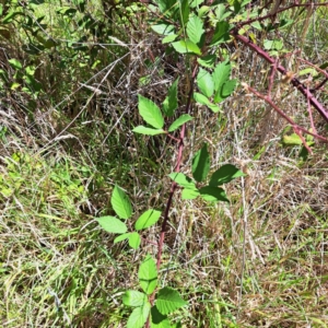 Rubus anglocandicans at Mount Majura (MMS) - 11 Feb 2024 02:48 PM