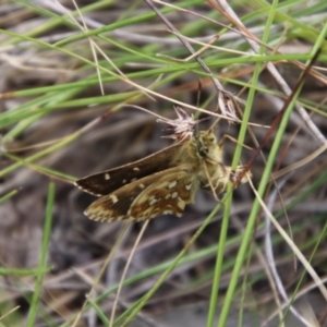 Atkinsia dominula at QPRC LGA - 10 Feb 2024