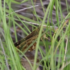 Atkinsia dominula at QPRC LGA - 10 Feb 2024