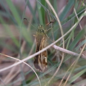 Atkinsia dominula at QPRC LGA - 10 Feb 2024