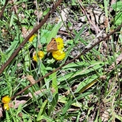 Junonia villida (Meadow Argus) at Mount Majura (MMS) - 11 Feb 2024 by abread111