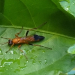 Ctenochares bicolorus (Black-tipped orange ichneumon) at Queanbeyan, NSW - 10 Feb 2024 by Paul4K