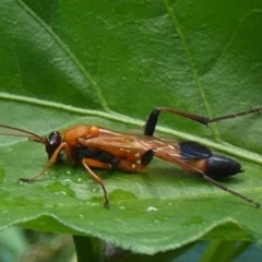 Ctenochares bicolorus at QPRC LGA - 11 Feb 2024