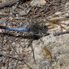 Orthetrum caledonicum (Blue Skimmer) at Boro - 11 Feb 2024 by Paul4K