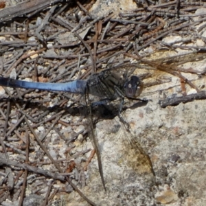 Orthetrum caledonicum at QPRC LGA - suppressed