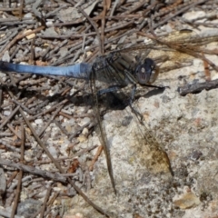 Orthetrum caledonicum at QPRC LGA - suppressed