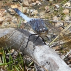 Orthetrum caledonicum at QPRC LGA - suppressed