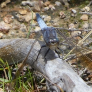 Orthetrum caledonicum at QPRC LGA - suppressed