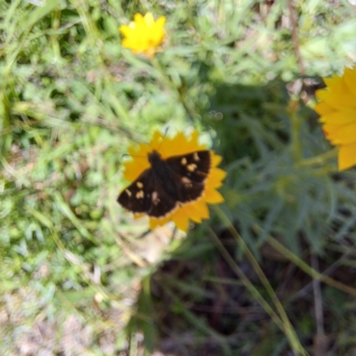 Dispar compacta (Barred Skipper) at Mount Majura - 11 Feb 2024 by abread111