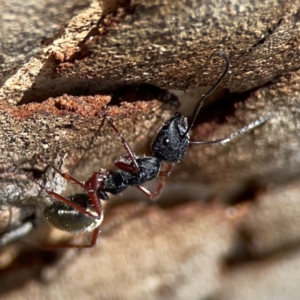 Camponotus suffusus at Point 5204 - 11 Feb 2024 01:29 PM