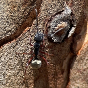 Camponotus suffusus at Undefined Area - 11 Feb 2024 01:29 PM