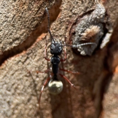 Camponotus suffusus at Point 5204 - 11 Feb 2024