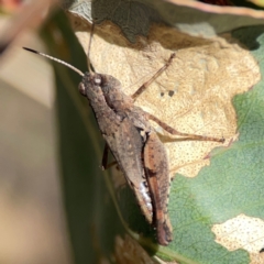 Phaulacridium vittatum at Black Mountain - 11 Feb 2024 01:30 PM