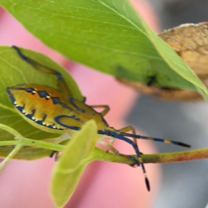 Amorbus sp. (genus) at Black Mountain - 11 Feb 2024