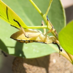 Amorbus sp. (genus) at Black Mountain - 11 Feb 2024 01:30 PM