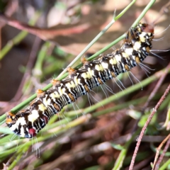 Agaristinae (subfamily) (A Day-Flying Moth) at Black Mountain - 11 Feb 2024 by Hejor1