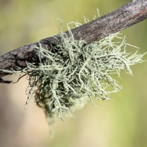 Usnea sp. (genus) at Black Mountain - 11 Feb 2024 01:34 PM