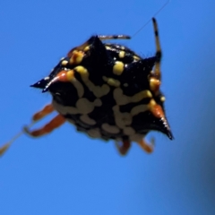 Austracantha minax (Christmas Spider, Jewel Spider) at Point 5204 - 11 Feb 2024 by Hejor1