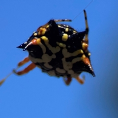 Austracantha minax (Christmas Spider, Jewel Spider) at Point 5204 - 11 Feb 2024 by Hejor1