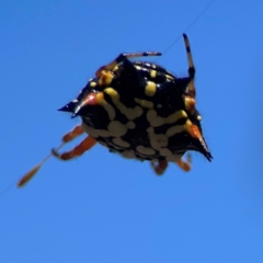 Austracantha minax at Point 5204 - 11 Feb 2024 01:36 PM