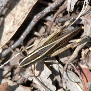 Macrotona australis at Point 5204 - 11 Feb 2024