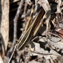 Macrotona australis at Undefined Area - 11 Feb 2024 01:38 PM
