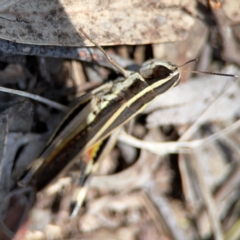 Macrotona australis at Point 5204 - 11 Feb 2024