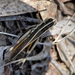 Macrotona australis at Point 5204 - 11 Feb 2024