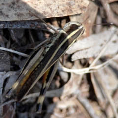 Macrotona australis at Undefined Area - 11 Feb 2024 01:38 PM