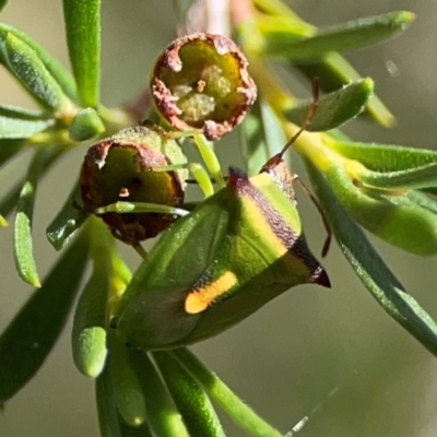 Cuspicona thoracica (Shield bug) at Black Mountain - 11 Feb 2024 by Hejor1